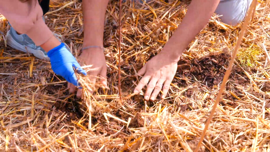 micro forêt miyawaki