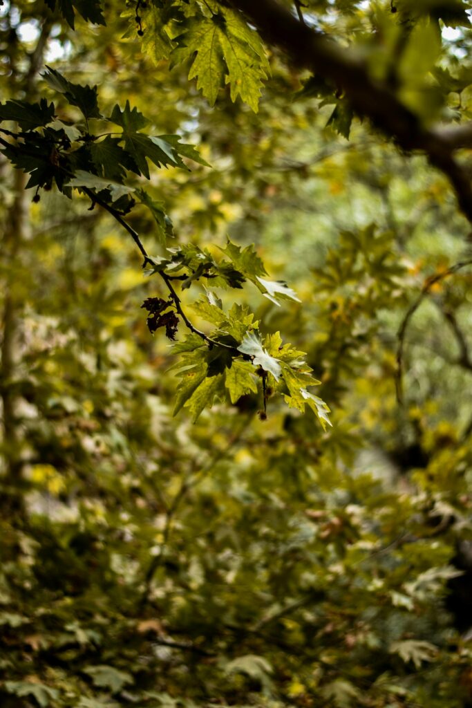 entreprise biodiversité