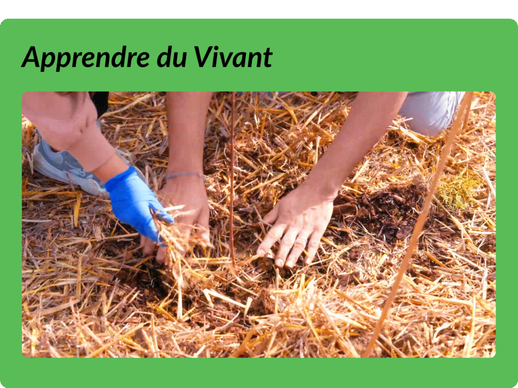 micro forêt miyawaki