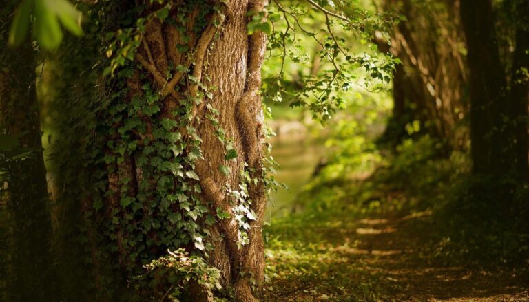 Forêt MIYAWAKI : Qu’est-ce que c’est?