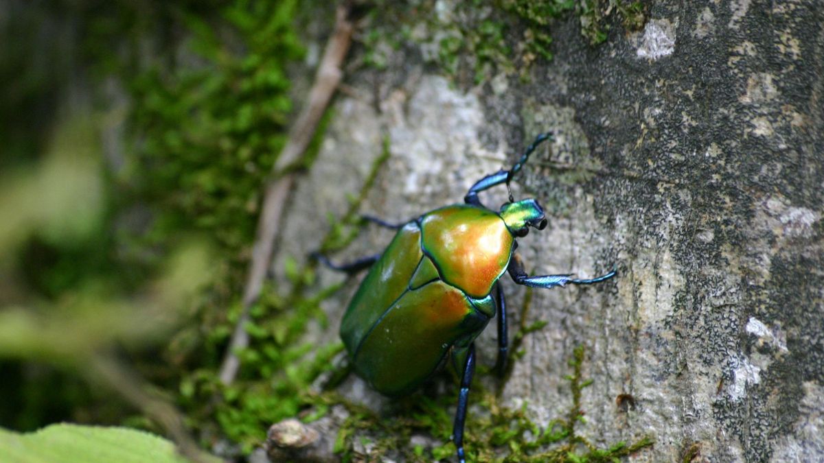 entreprise biodiversité