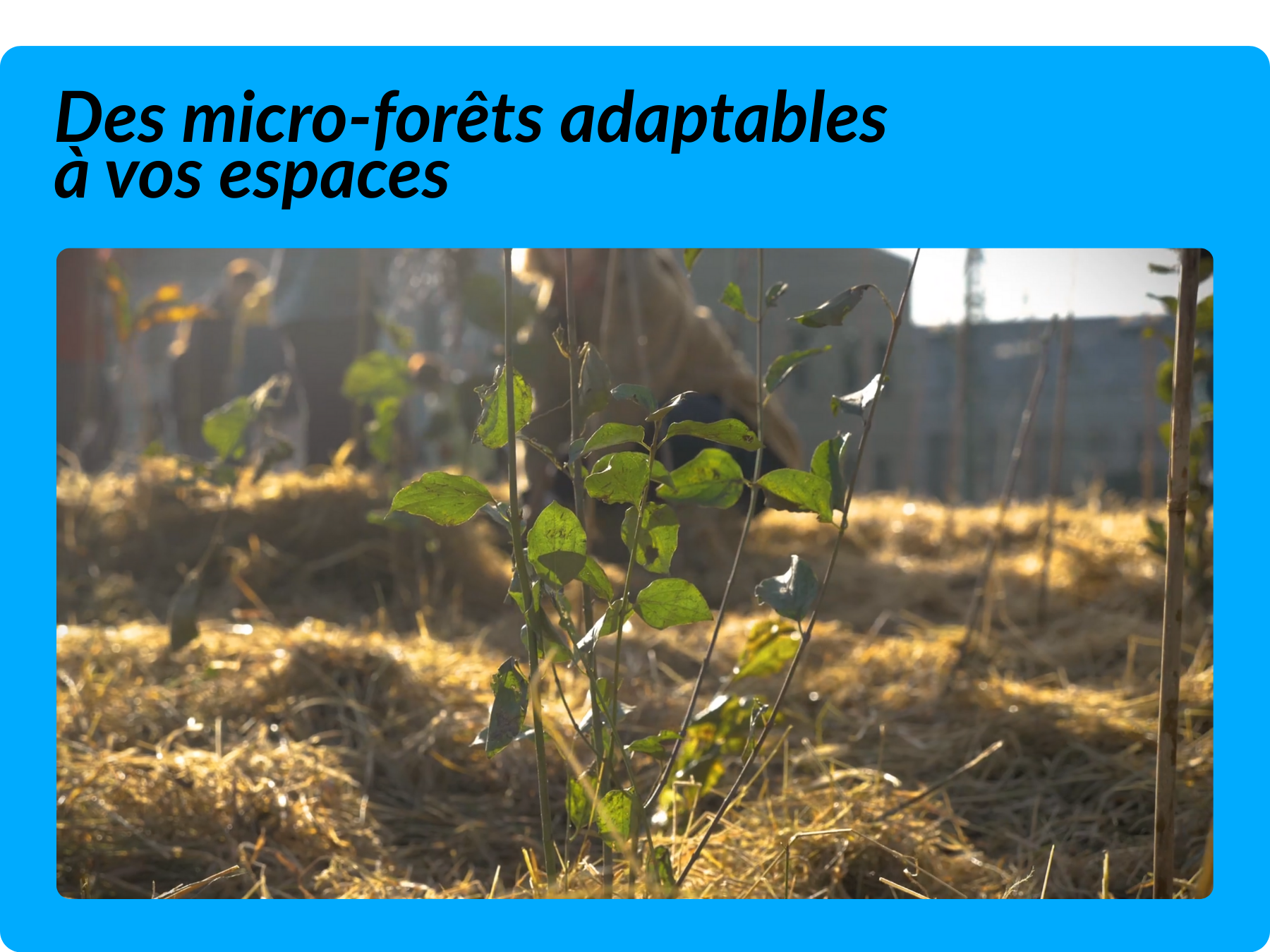 végétalisation supermarché
