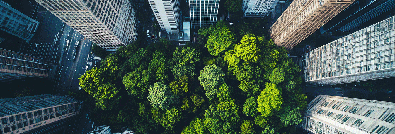 Végétaliser les villes Coeur et Canopée Coeur et Canopee biodiversité vegetation urbaine