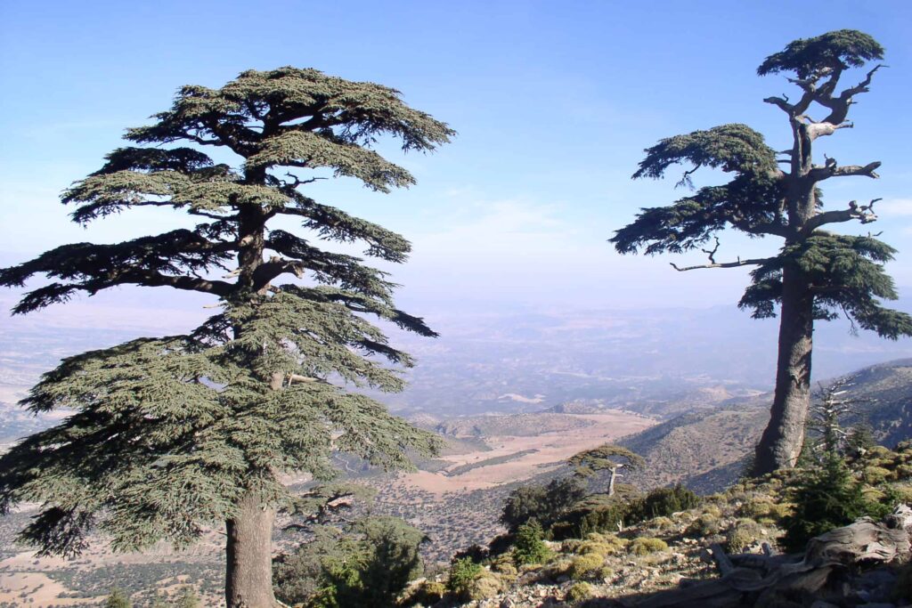 Cèdre de l'atlas - biotope - végétation native