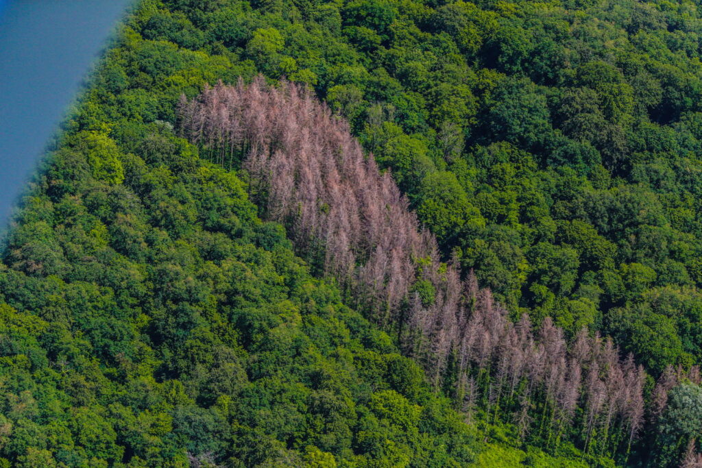 Plantation monospécifique victime de son parasite, le scolyte typographe aussi appelé bostryche