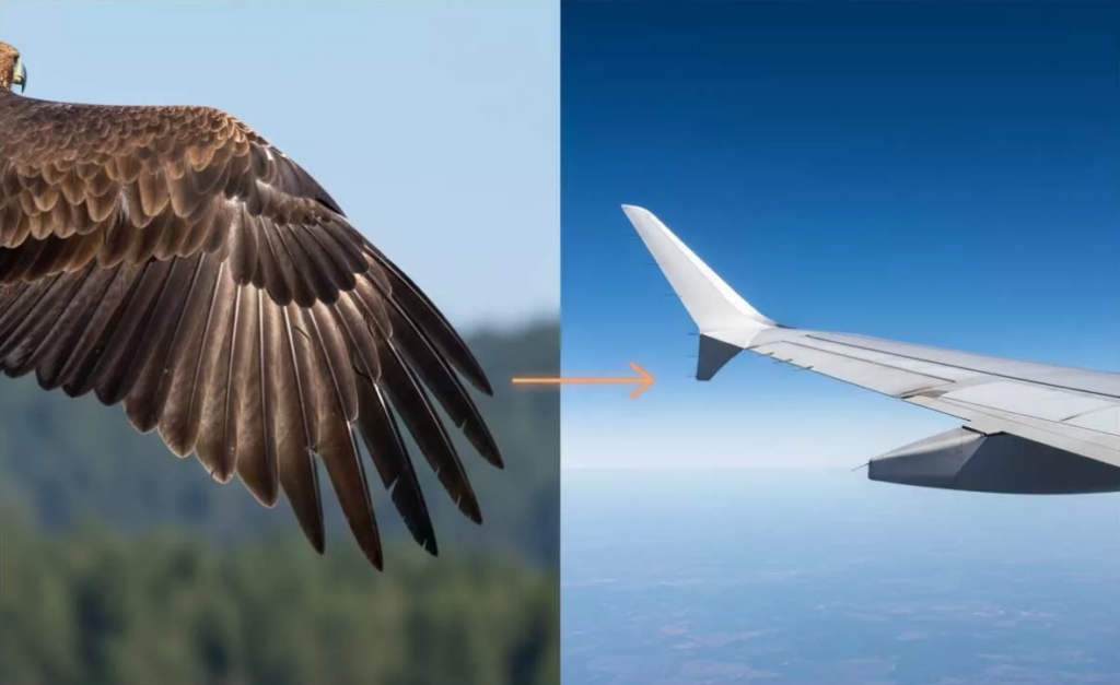 avion plume biomimétisme