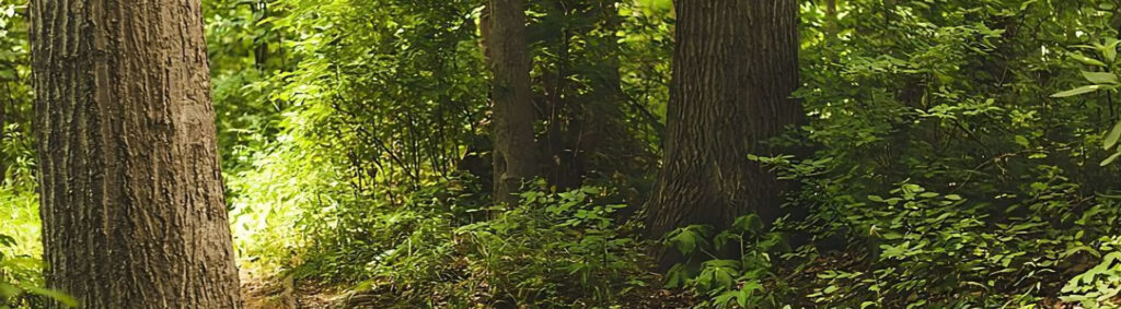 foret native