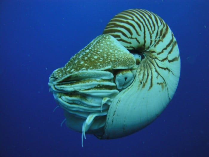 nautile